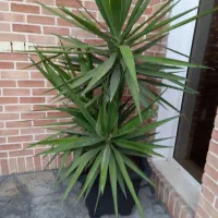 فروش درخت پالم واشنگتن و درخت ازگیل ژاپنی|گل و گیاه طبیعی|رویان, |دیوار