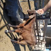 دو راس بزغاله نر و ماده سالم|حیوانات مزرعه|مزرعه کتول, |دیوار