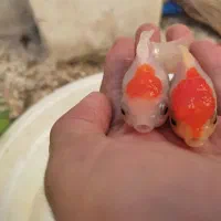 ماهی قرمزگلی