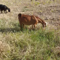 بز کهره دار وابستن|حیوانات مزرعه|جره و بالاده, |دیوار