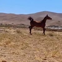 اسب|اسب و تجهیزات اسبسواری|فرخشهر, |دیوار