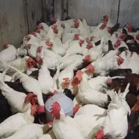 خروس ومرغ برای خرایت وچشم نظر تحویل درب منزل|حیوانات مزرعه|ساوه, |دیوار