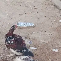 جوجه خروس چابهاری|حیوانات مزرعه|رویدر, |دیوار