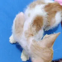 واگذاری بچه گربه|گربه|بندرعباس, |دیوار