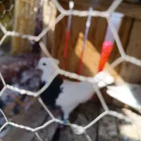 کفتر|حیوانات|قم, پردیسان|دیوار