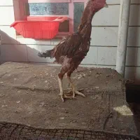 لاری