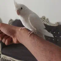 قفس سهره خاکی