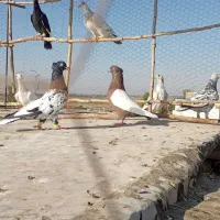 سلام دوعدد کفتر دورنگ نر .|پرنده|الوند, |دیوار