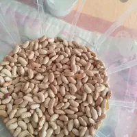 لوبیا کرم کپسولی