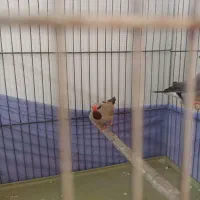 فنچ کرواتی|پرنده|تهران, شکیبا|دیوار