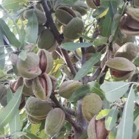 باغ نو بهار 500متری