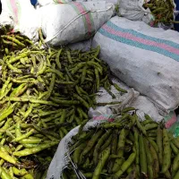 باقالا سبز درجه یک کاشان