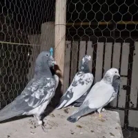 کبوتر تیدی پاکستانی|پرنده|شاهینشهر, کوی مهدیه|دیوار