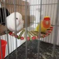 طوطی برزیلی جفت (مولد)