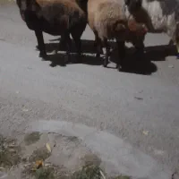 حیوانات