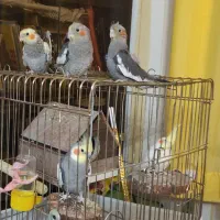 جوجه عروس آماده دستی و آموزش