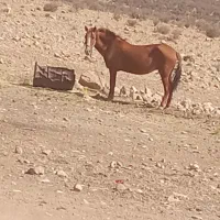 فروش اسب معامله با شیشک خوب