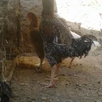 بخاری خروس لاری|بخاری، هیتر، شومینه|تایباد, |دیوار