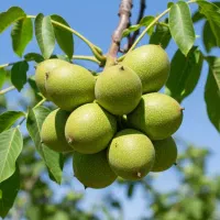 نهال گردو تویسرکان پوست کاغذی|حراج|ساری, |دیوار