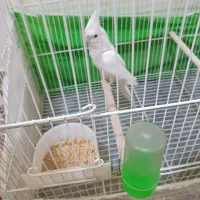 عروس هلندی نر