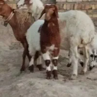 دوعدد میش جوان درجه یک بادوتا بره نر شیرمست|حیوانات مزرعه|مشهد, آبکوه|دیوار