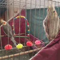 یک جفت عروس هلندی بایک جوجه