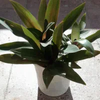 گلهای شاداب