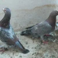 کفتر سار سرور عطیقه ترک سرخ