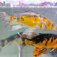 ماهی کوی اور سایز