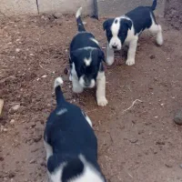 توله پیت بول|سگ|گمیشان, |دیوار