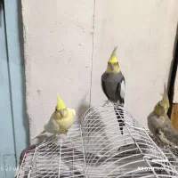 عروس هلندی نر و ماده|پرنده|ضیابر, |دیوار