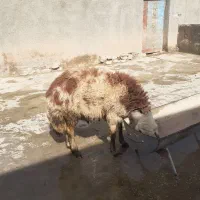 قوچ افشار پلنگی