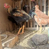 خروس و مرغ لاری و مرغ و خروس آمروک|حیوانات مزرعه|الوند, |دیوار