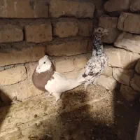 کفتر ماده طوقی و نر سار|پرنده|تربت‌حیدریه, منظر|دیوار