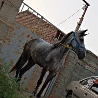 مادیان
