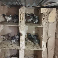 کفتر|پرنده|قم, زند آباد|دیوار