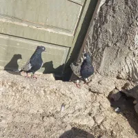 سلام کفتر فروشی|پرنده|دشتابی, |دیوار