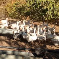 فروش غاز محلی تعداد بالا|حیوانات مزرعه|بانه, |دیوار