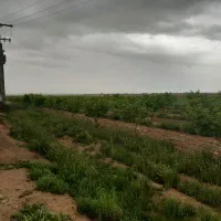 فروش زمین کشاورزی|فروش دفتر صنعتی، کشاورزی، تجاری|چناران, |دیوار