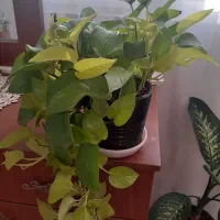 گل طبیعی خانگی|گل و گیاه طبیعی|ارومیه, |دیوار