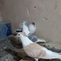 ساده هفرنگ جفتگاه|پرنده|رضویه, |دیوار