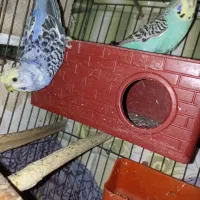 مرغ عشق|پرنده|زاهدان, |دیوار