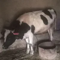 گاونر|حیوانات مزرعه|آبش احمد, |دیوار