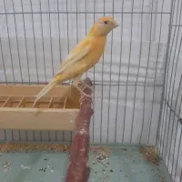 قناری ماده پرتقالی
