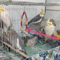 چند جفت عروس هلندی