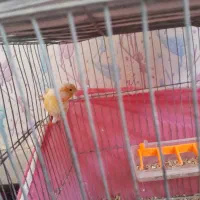 قناری سوخته سرخ|پرنده|جیرفت, |دیوار