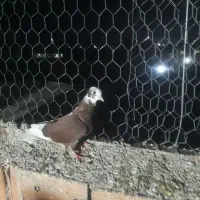 کبوتر غریب گیری|پرنده|مزرعه کتول, |دیوار