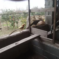 جوجه جهت پرورش