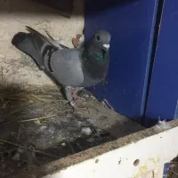 کفتر سپه ماده