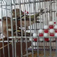 سیره|پرنده|بندر ماهشهر, |دیوار